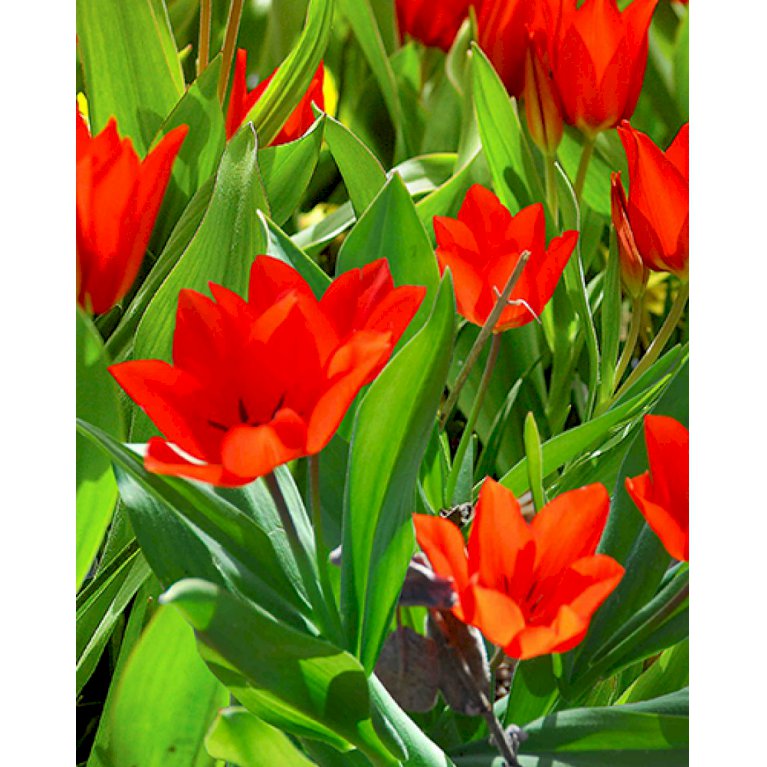 Botaniske tulipaner 'Praestans Fusilier' 100 stk. (nr. E15)