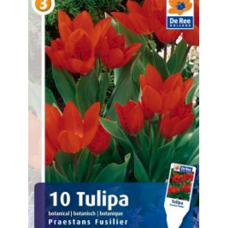 Botaniske tulipaner 'Praestans Fusilier' 100 stk. (nr. E15)