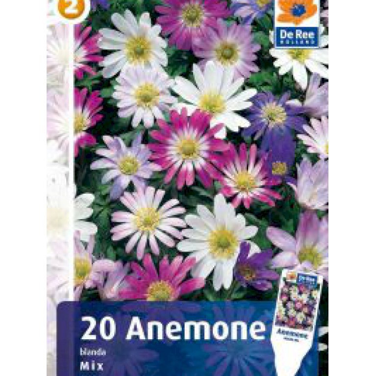 Anemone Blanda Mix 100 stk. (nr. E24)