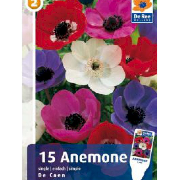Anemone 'De Caen Mix'