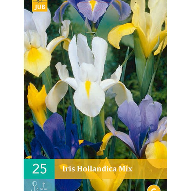 Iris Hollandica, i blandede farver (nr. 135)