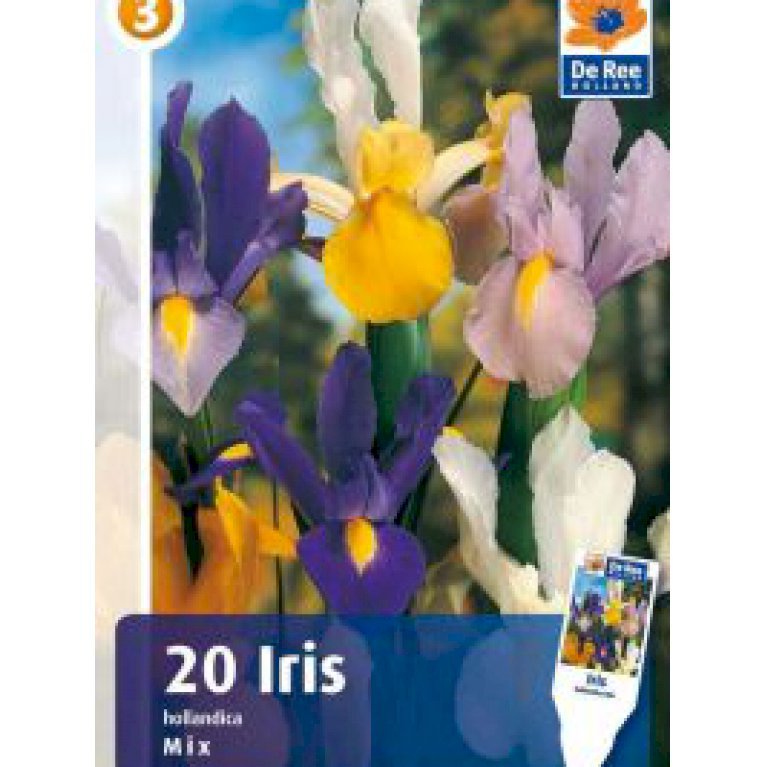 Iris Hollandica, i blandede farver (nr. 135)