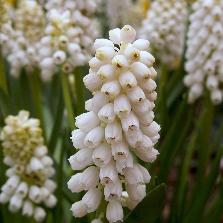 Perlehyacint 'White Magic' XXL