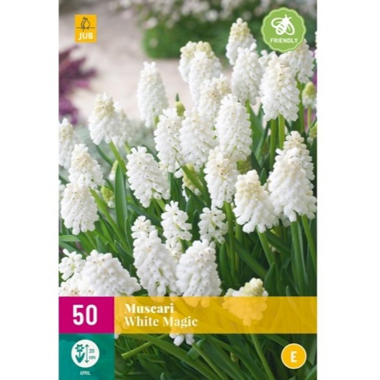 Perlehyacint 'White Magic' XXL