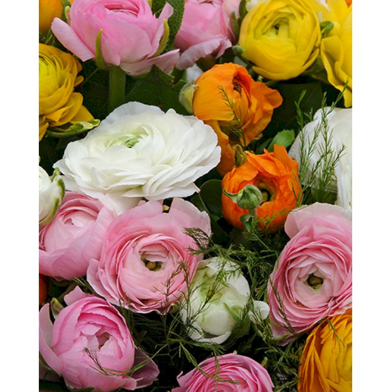 Ranunkler, Ranunkulus Mix