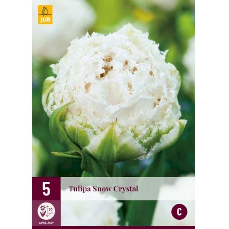 Tulipan 'Snow Crystal'