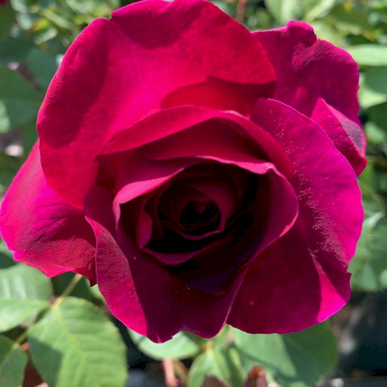 'Tantau Rose Goethe'