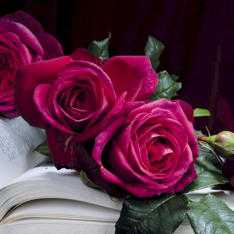 'Tantau Rose Goethe'®