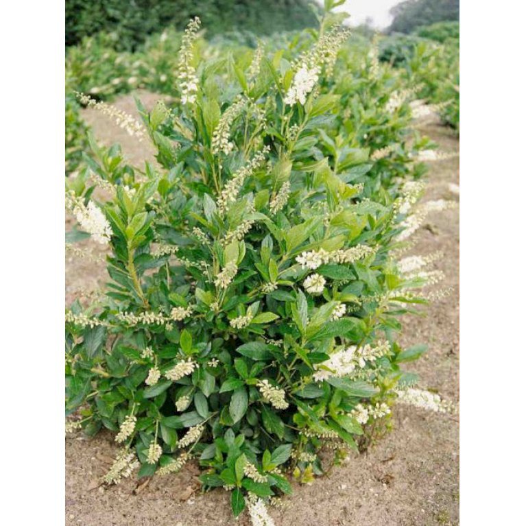 Clethra alnifolia 'Clea'