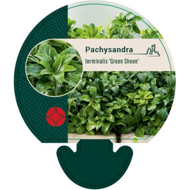 Vinterglans 'Green Sheen'