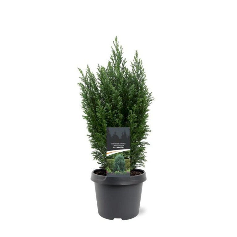 Ædelcypres 'Elwoodii'