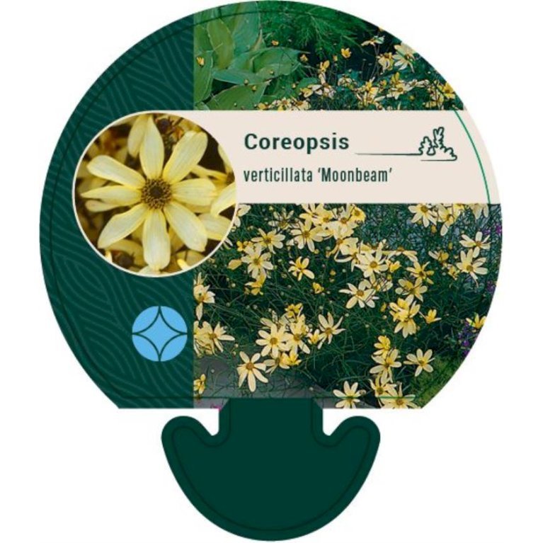 Skønhedsøje 'Moonbeam'