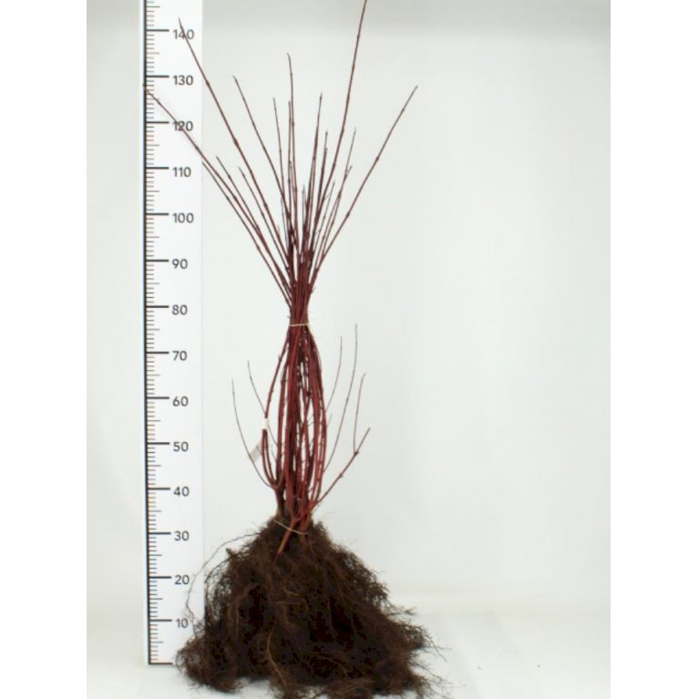 Rødgrenet Kornel 'Sibirica'