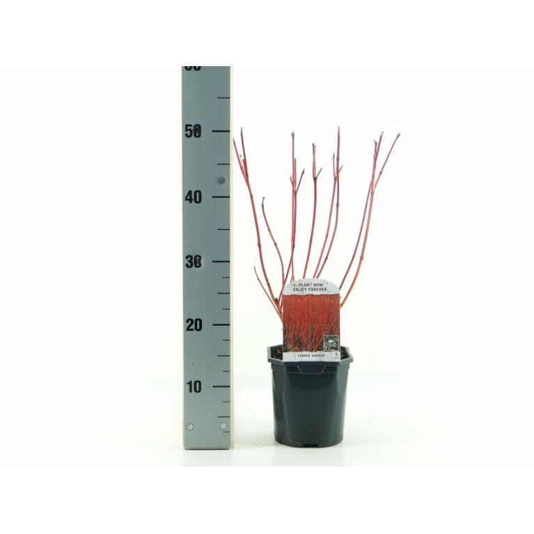 Rødgrenet Kornel 'Sibirica'