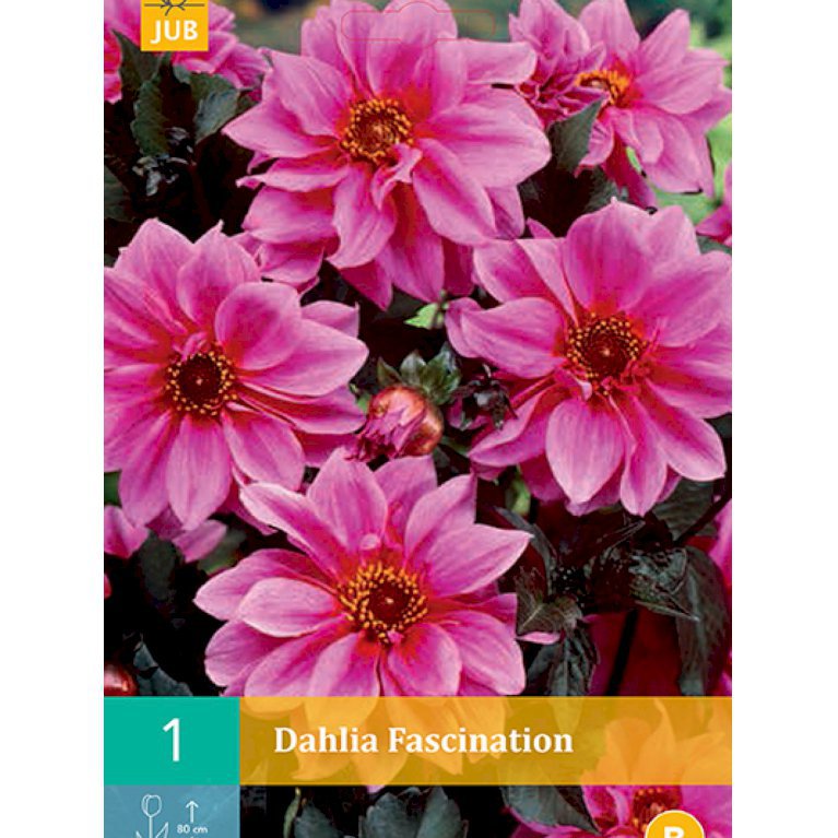 Dahlia 'Fascination' (nr. 65)