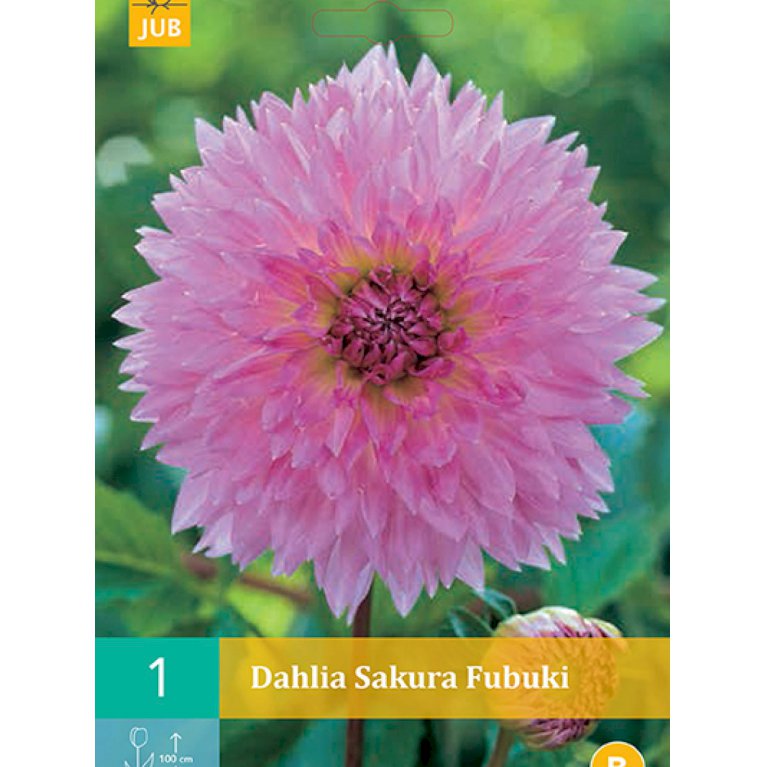 Dahlia 'Sakura Fubuki' (nr. 40)