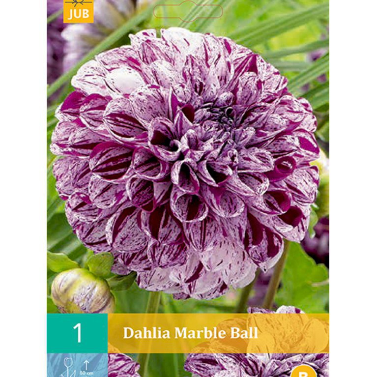 Dahlia 'Marble Ball' (nr. 61)