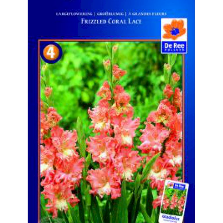 Gladiolus 'Coral Lace'