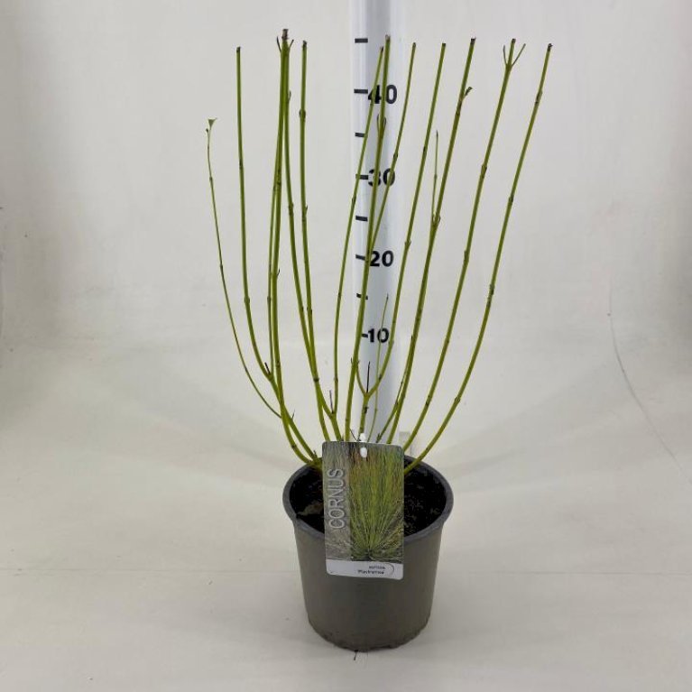 Gulgrenet Kornel 'Flaviramea'