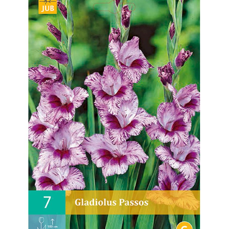 Gladiolus 'Passos' (nr. 70)