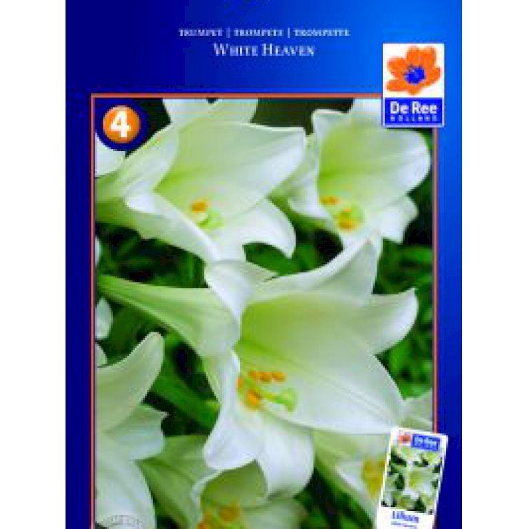 Lilje LA Hybrid 'White Heaven'  -67