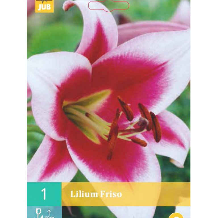 Lilium special 'Friso'