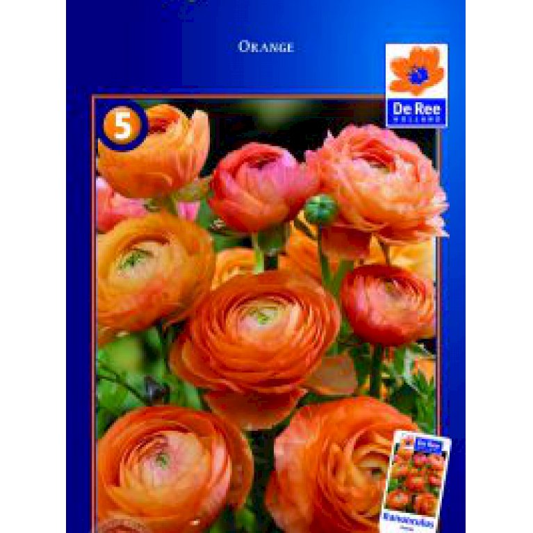 Ranunkler orange - 108