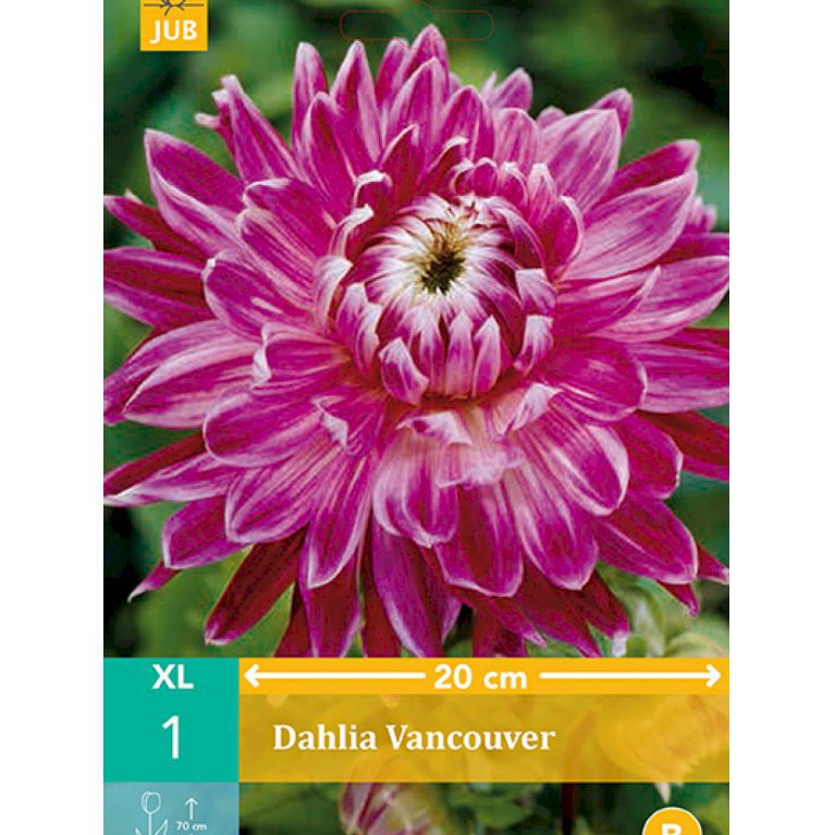 Dahlia 'Vancouver' (nr. 25)