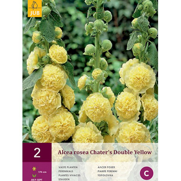 Stokrose 'Chater's Double Yellow' (nr. 156)