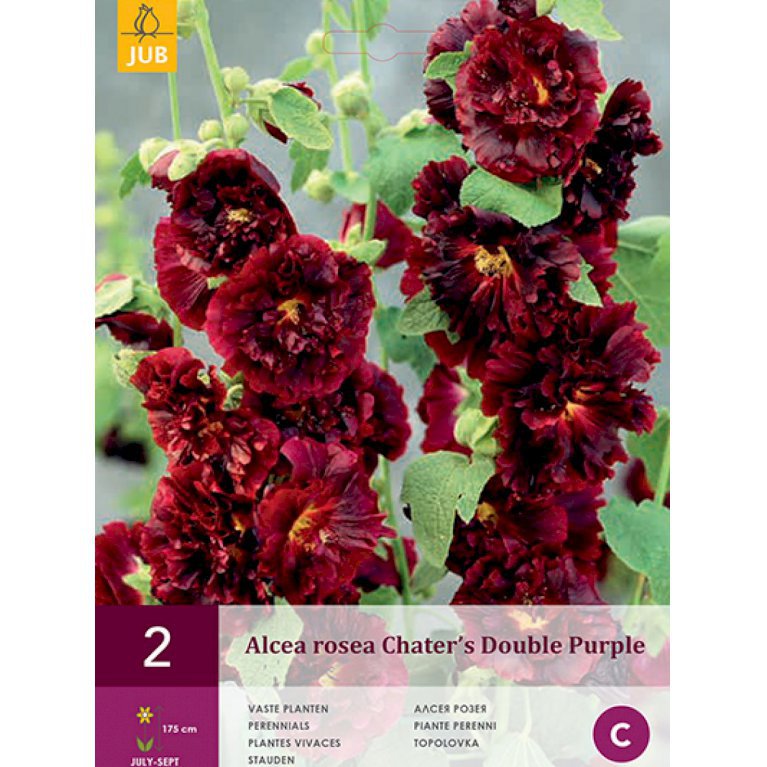 Stokrose 'Chater's Double Purple' (nr. 155)