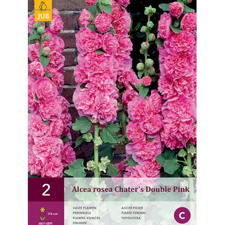 Stokrose 'Chater's Double Pink' (nr. 154)
