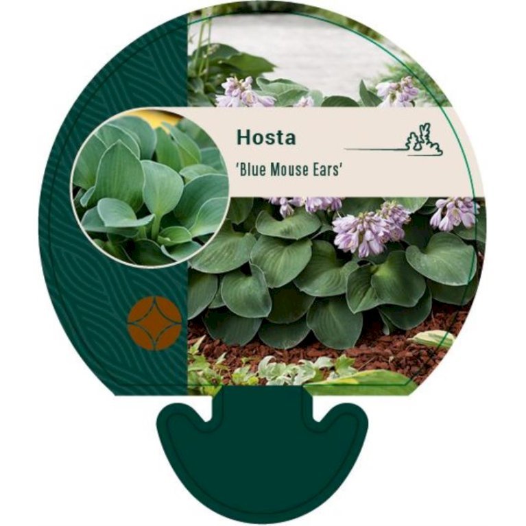 Funkia 'Blue Mouse Ears'