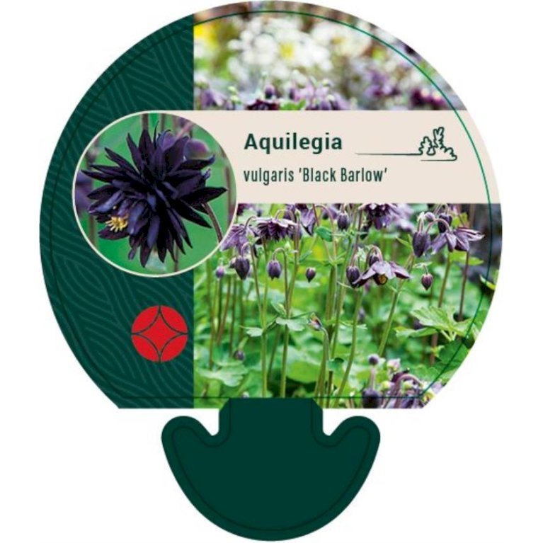 Akeleje 'Black Barlow'