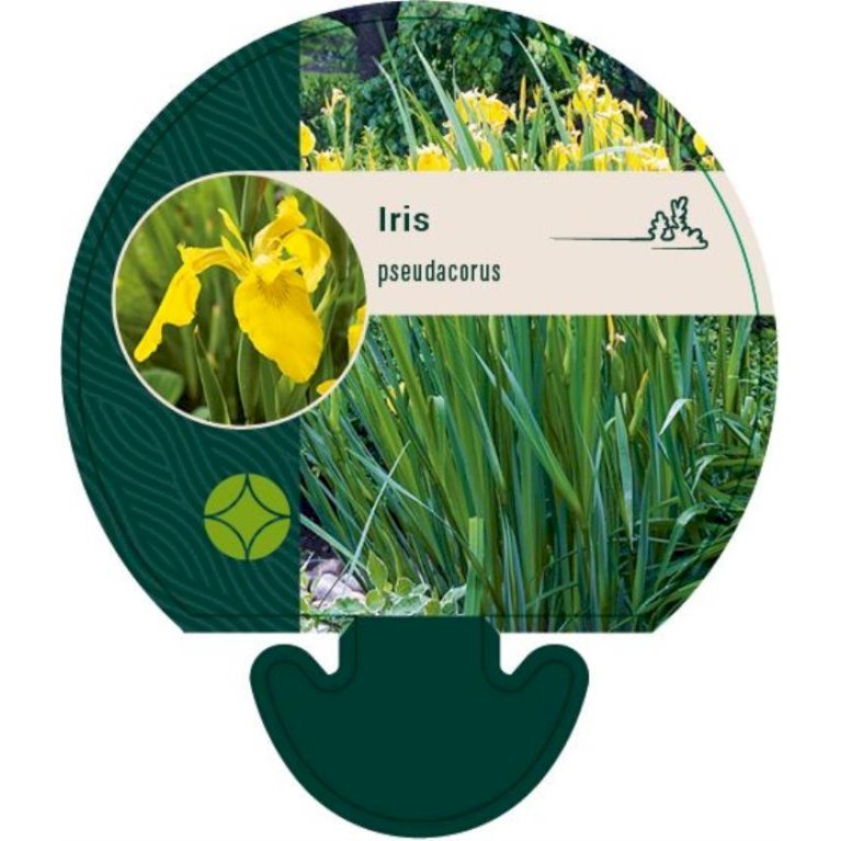 Gul Iris