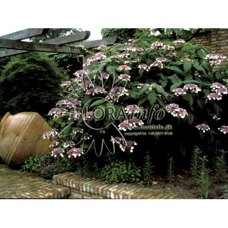 Have-hortensia