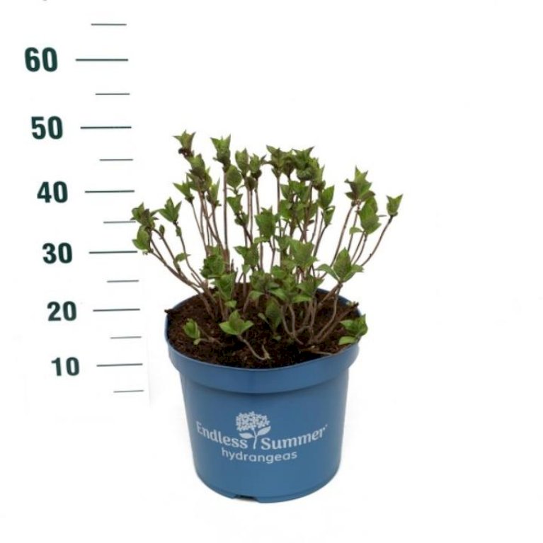 Hortensia 'Endless Summer The Bride'
