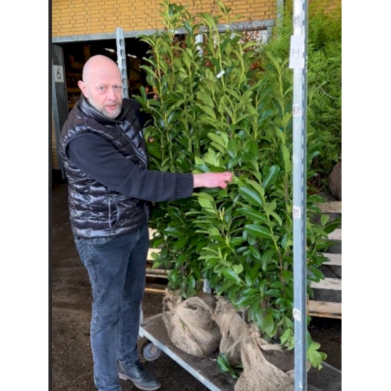 Kirsebærlaurbær 'Genolia'