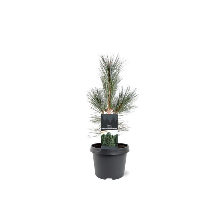 Rocky Mountain Fyr 'Vanderwolf's Pyramid'