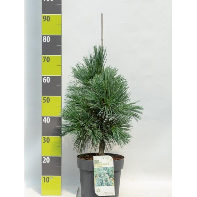 Rocky Mountain Fyr 'Vanderwolf's Pyramid'