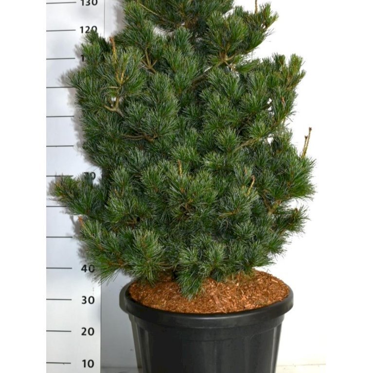 Penselfyr 'Negishi'