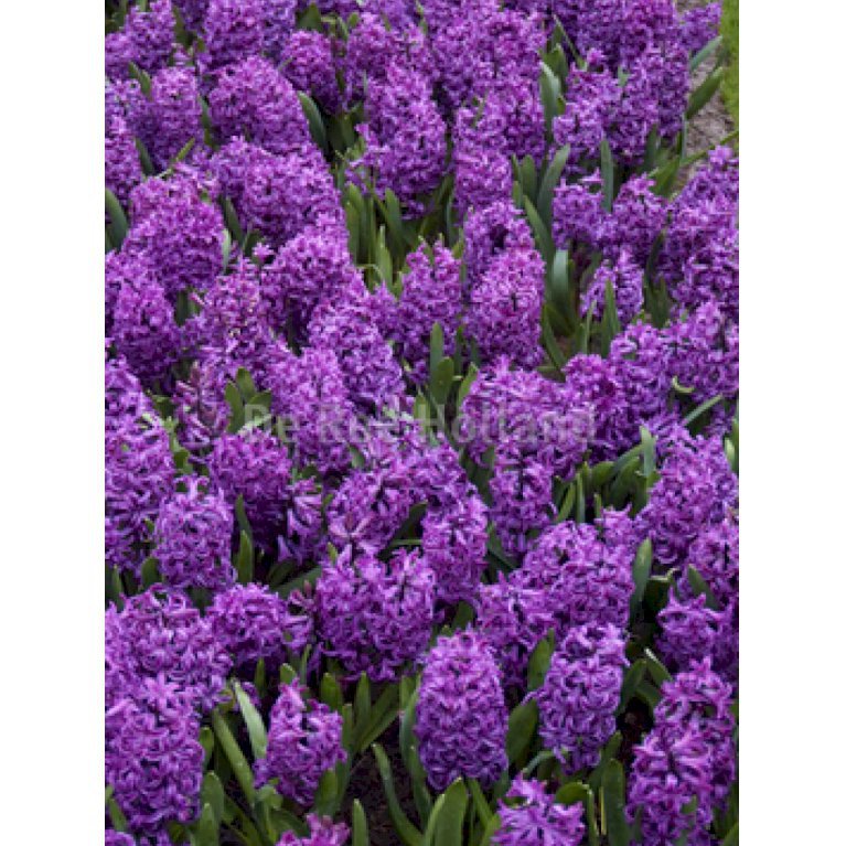 Hyacinth 'Purple Sensation' - 38