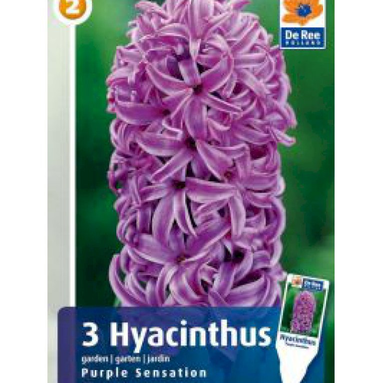 Hyacinth 'Purple Sensation' - 38