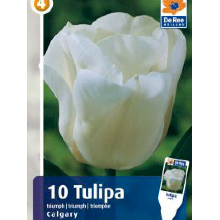 Botaniske tulipaner 'Calgary' (nr. E49)