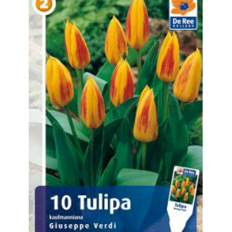 Kaufmanniana tulipaner 'Giuseppe Verdi - 40