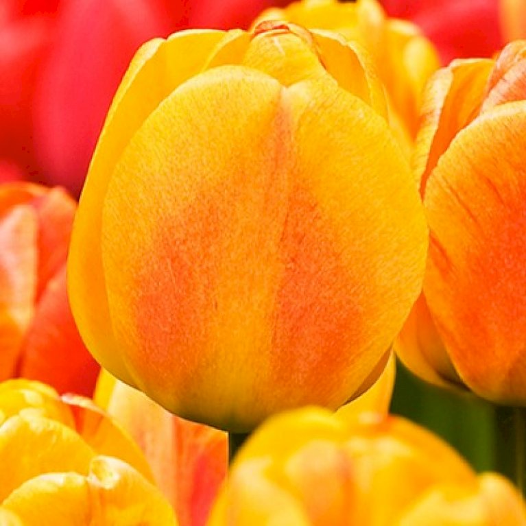 Tulipan 'Beauty of Apeldoorn' Storkøb