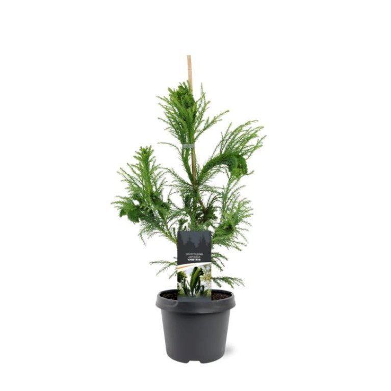 Japansk Kryptomeria 'Cristata'