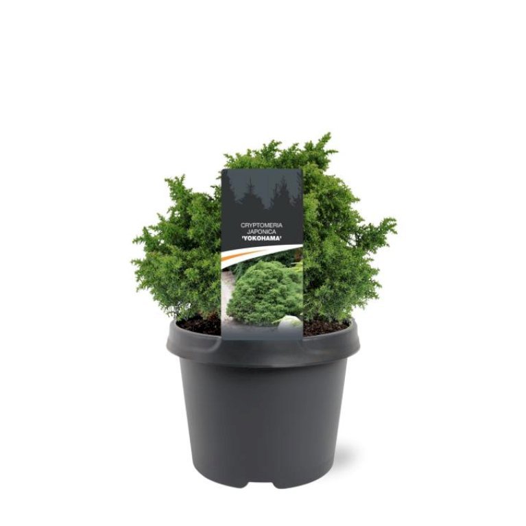 Japansk Kryptomeria 'Yokohama'