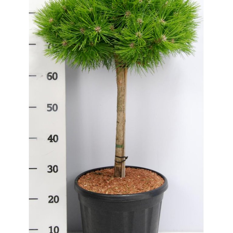 Japansk Rødfyr 'Low Glow'