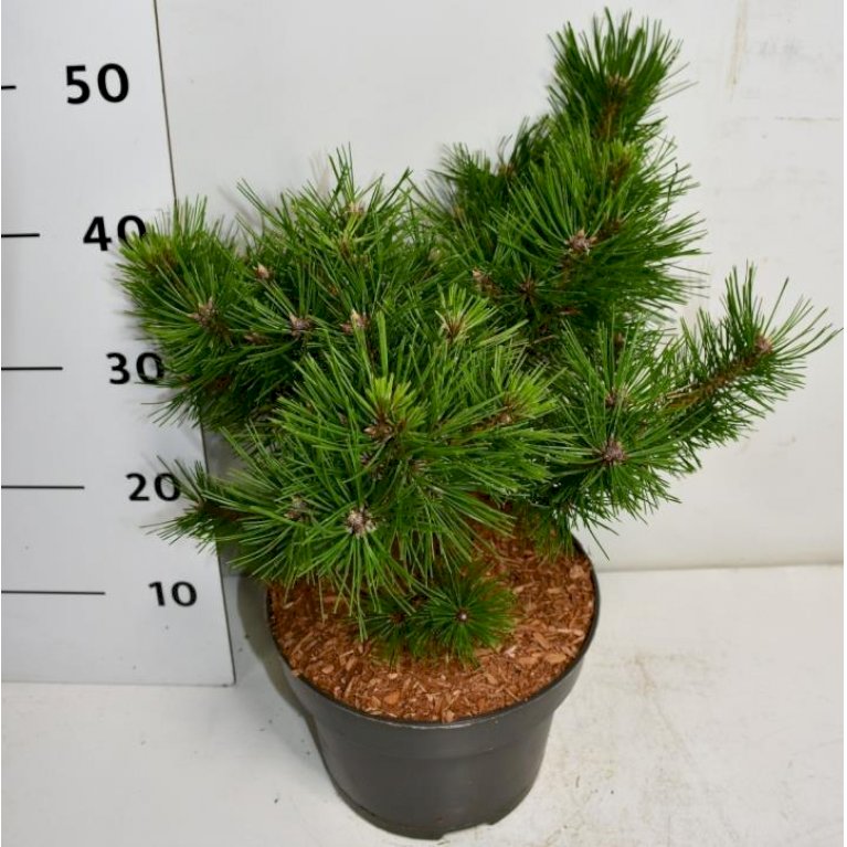 Japansk Rødfyr 'Low Glow'