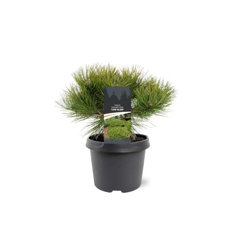 Japansk Rødfyr 'Low Glow'